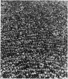 65588(1)