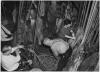 48491(258)